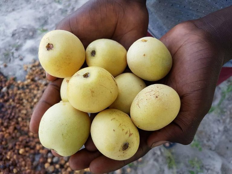 The Marula Fruit Nanci